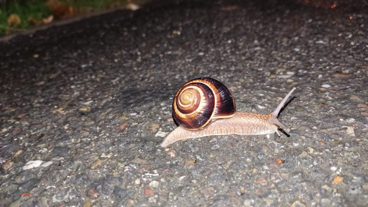 Уничтожила вредителей без химии: горчичным порошком по слизням и яичной скорлупой по проволочнику — результат на всё лето