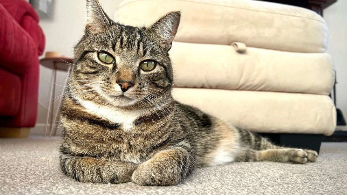 Жменьку в кошачий лоток – и туалет питомца больше не пахнет: вот как легко справиться с наболевшей проблемой