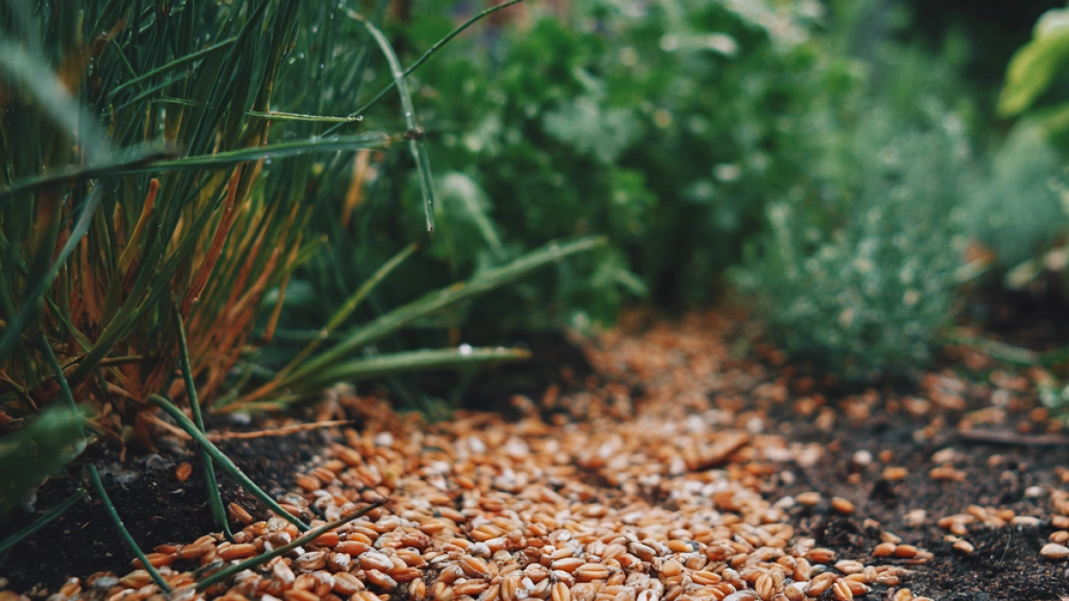 Не навоз и не помет: раскидываю по грядкам эту "муть" в апреле - и даже глинистая почва становится мягче чернозема