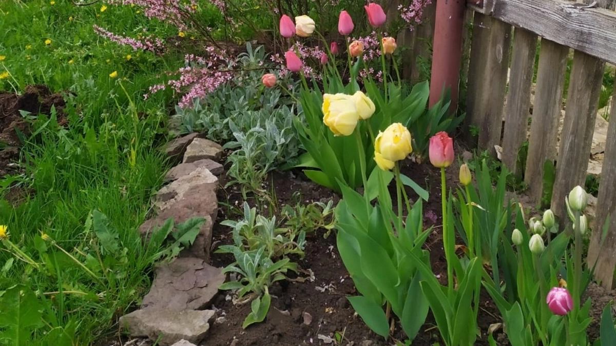Одна подкормка в апреле – и тюльпаны зацветут ярче, чем на Нидерландских полях