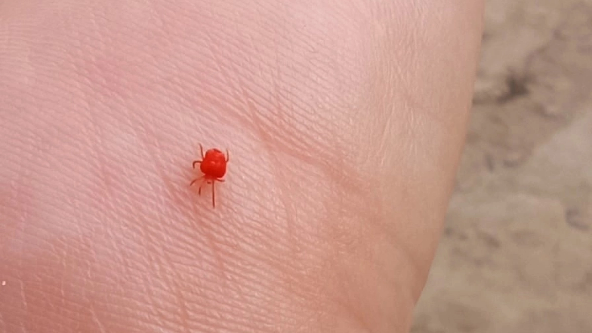 Клещи ненавидят этот запах: бюджетное средство за 45 рублей - лучше любого репеллента