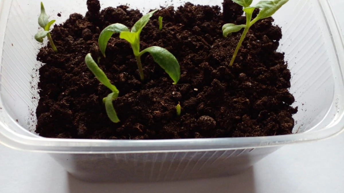 1 ложка на 200 мл - и рассада перцев крепкая, толстенькая и не вытягивается: сладкая подкормка для перчиков