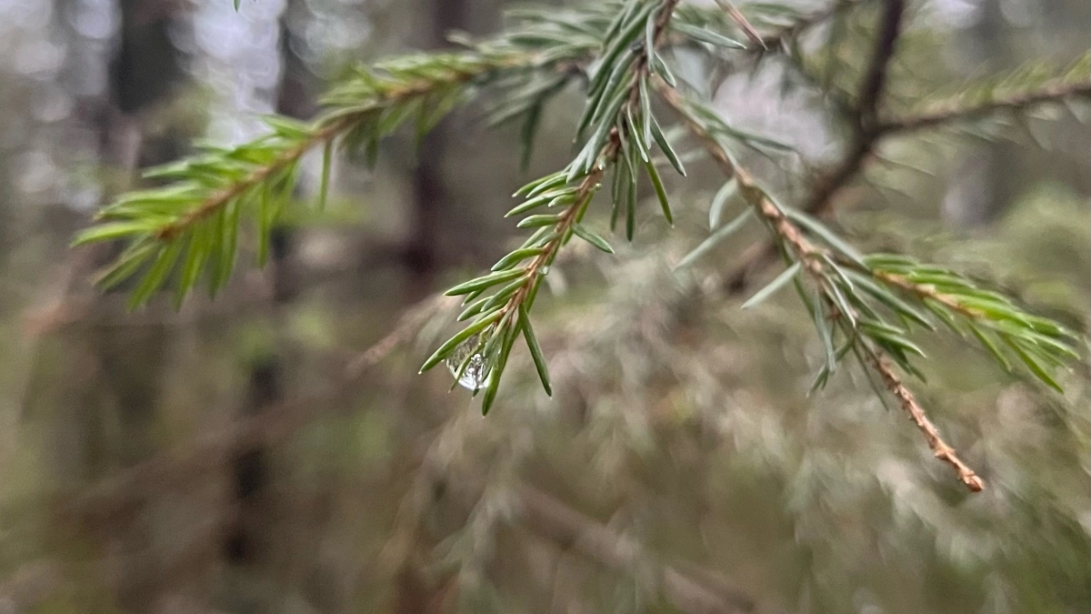 В Кемеровской области похолодает до -5 градусов из-за северного ветра: погода в регионе 7 апреля
