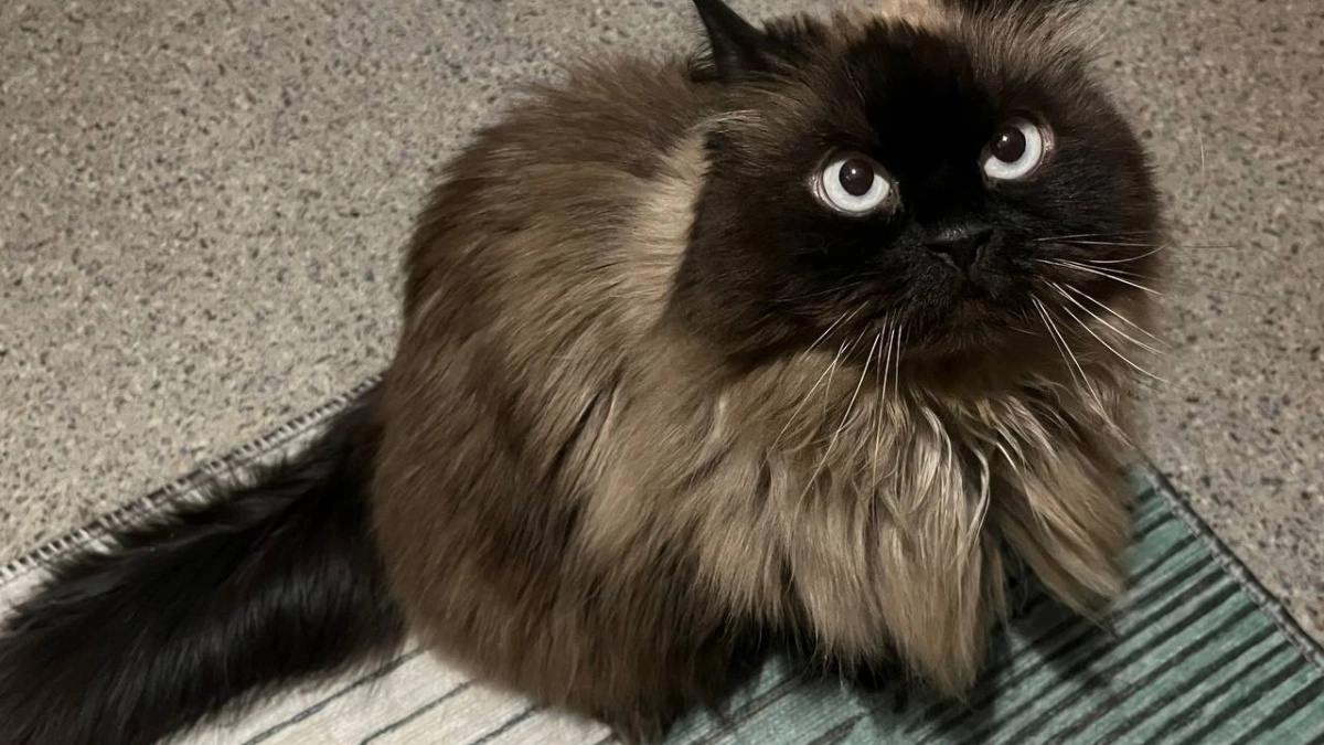 13 питомцев из Кемеровской области уехали за границу с начала года