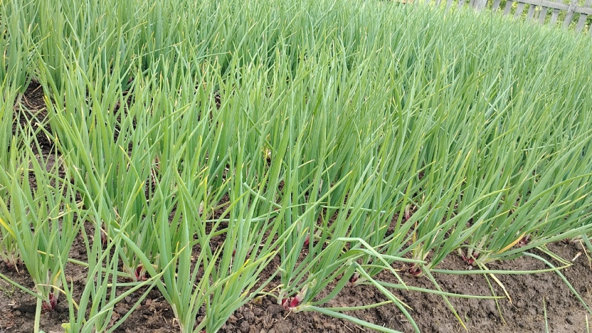 1 ст. л. в воду — чеснок вырастает крупным и вкусным: зелень лезет как на дрожжах