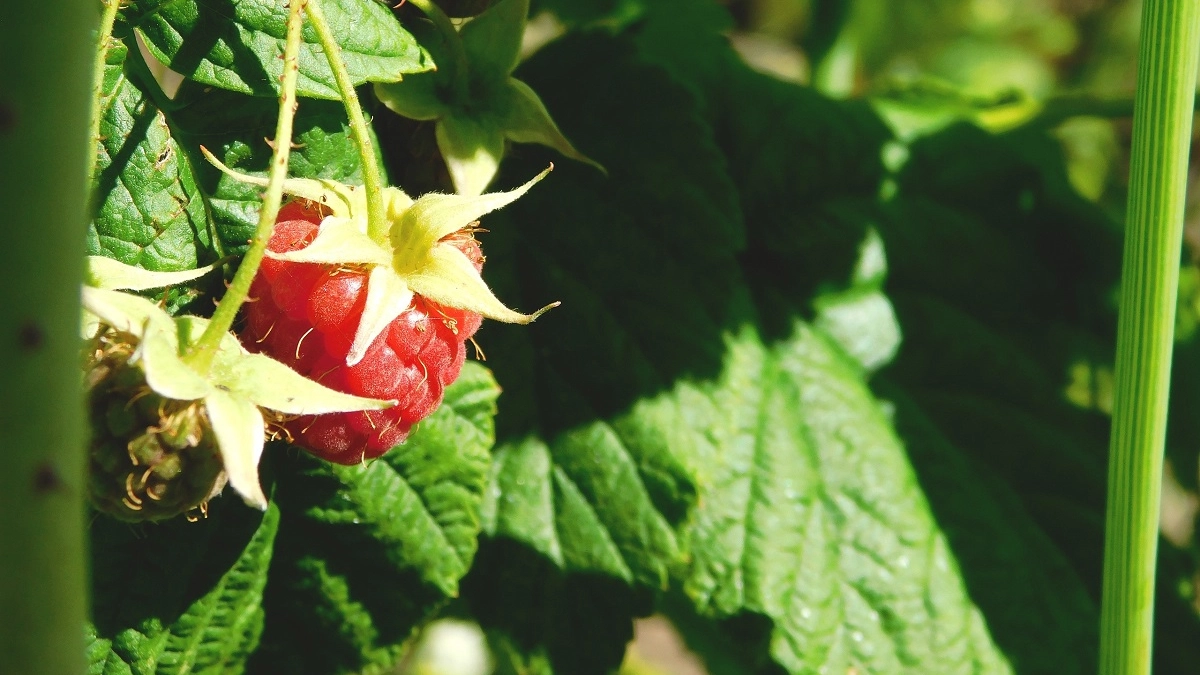 Тля и клещи мрут прямо на ветках: искореняющая обработка малины для богатого урожая — крупные и сочные ягоды собираю вёдрами