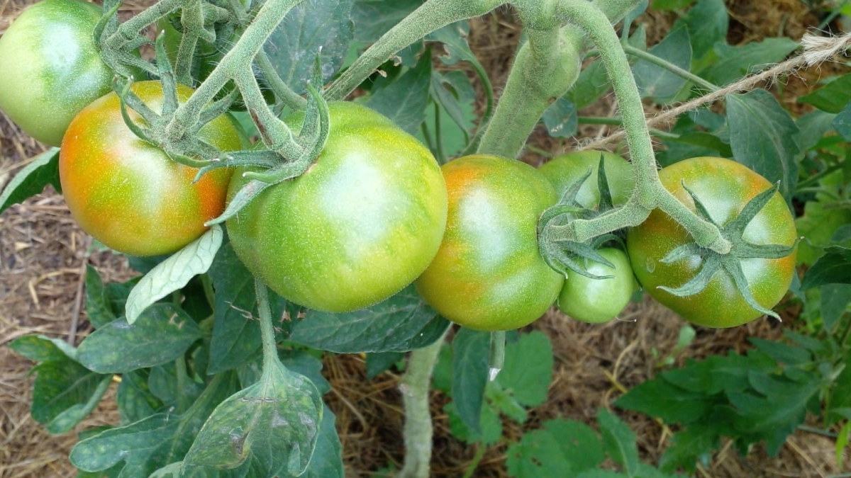 Дачники, запишите себе эти три сорта томатов на 26-й год: холодостойкие, плодоносят как бешеные