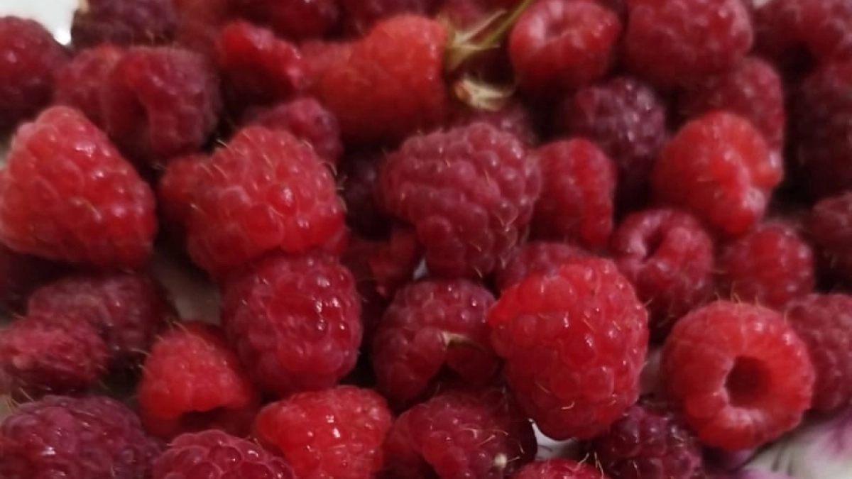 1 стакан на ведро воды — и поливаю малину после цветения: ягоды крупные, сладкие, даже в дождь не гниют