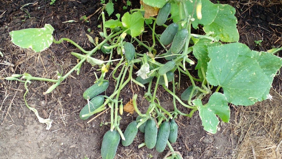 Огурцы в открытом грунте больше не в моде — теперь сажаю их только по-японски: море урожая хоть в холод, хоть в жару