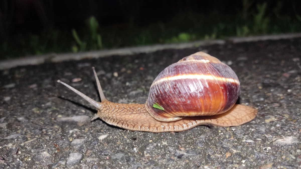 Как избавиться от слизней и улиток без химии: простой способ, который работает быстрее дорогих средств