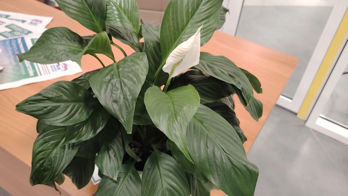 Спатифиллуму в апреле – обязательно: 3 капли в воду – и "белоснежные паруса" лезут без остановки круглый год, мощное цветение 10 из 10