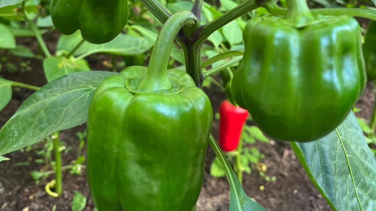 1 штуку прямо в лунку — перцы начнут расти как на дрожжах: будут крупными, сочными и сладкими — до 5 кг с 1 куста