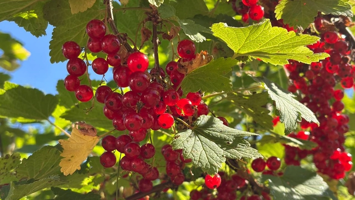 Три муки в апреле - и смородина с 5-рублёвую монету: кусты ломятся от ягод