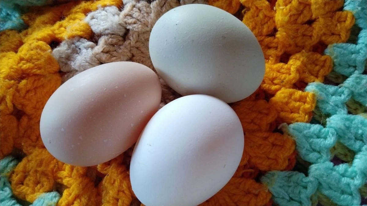 Специалисты Роскачества рассказали как правильно выбрать и хранить яйца: запомните раз и на всю жизнь