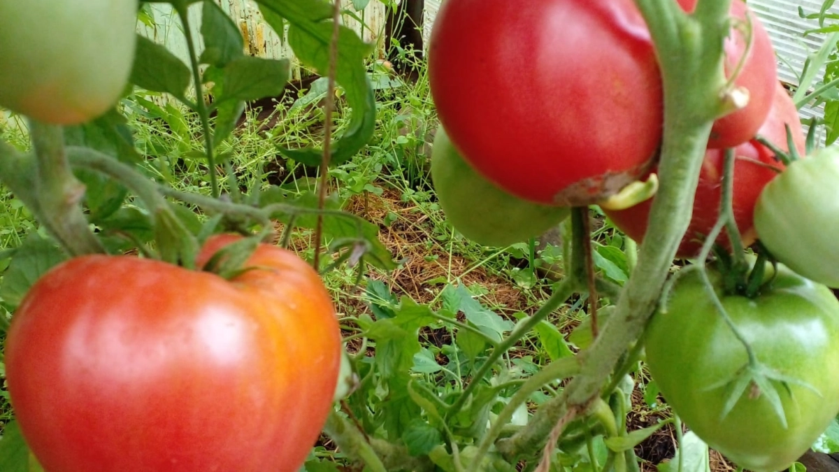 2 стакана теплой "кашицы" на грядку – и помидоры прут как не в себя: не кусты, а томатный конвейер