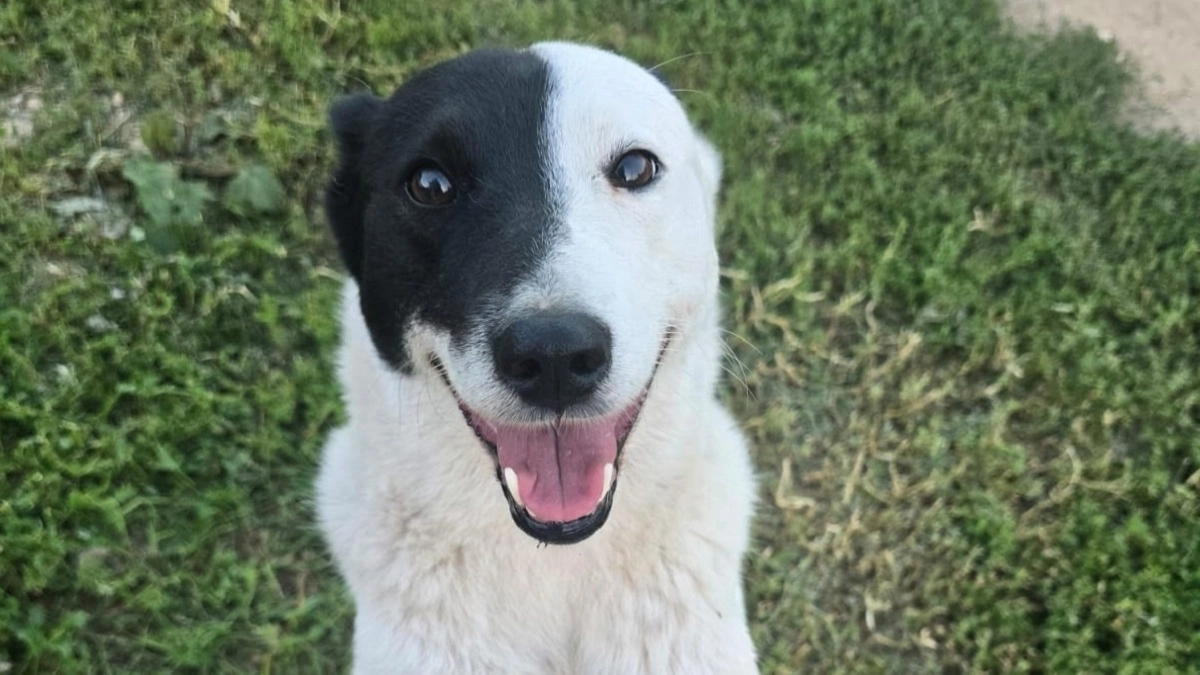 Как защитить домашнего питомца от клещей: пошаговая инструкция