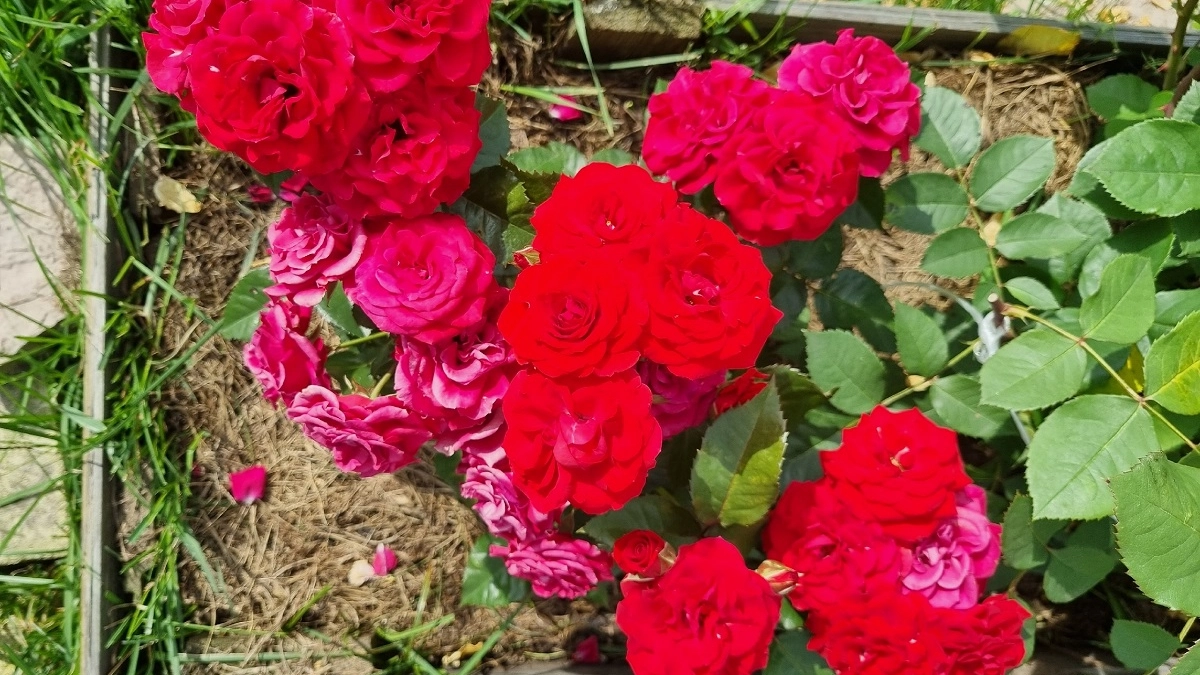 Перестала покупать удобрения для роз: добавляю в воду обычную кожуру — и они цветут до самых морозов