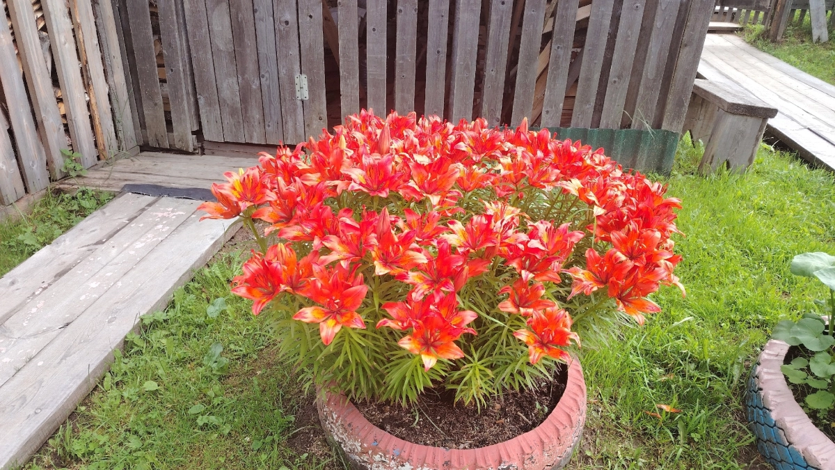 Лилиям после цветения — обязательно: 4 простые процедуры для обильного цветения в следующем году