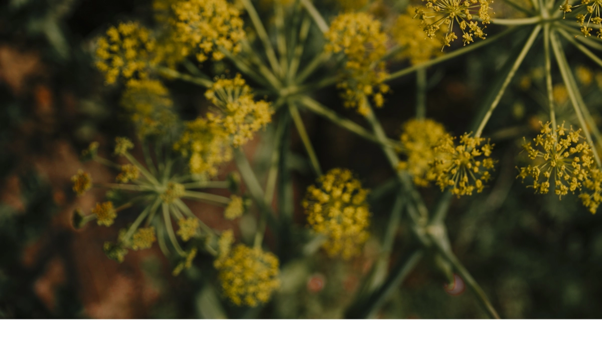 Сныти конец: как раз и навсегда избавиться от сорняка на дачном участке