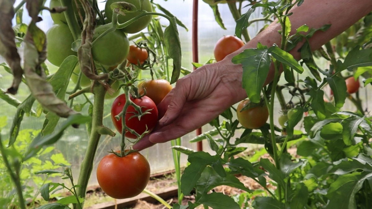 Эти сорта томатов дарят мясистые и сладкие плоды: опытные дачники только их и сажают