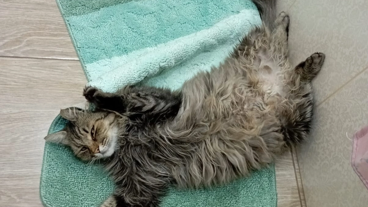 Почему кошка кусает вашу руку когда её гладите - многие об этом и не догадываются, а зря