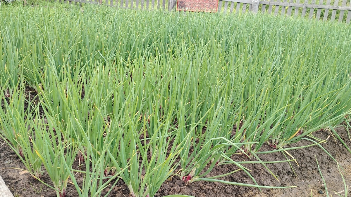 Как только сажаю лук перед посадкой — обязательно: 1 чайная ложка на 1 литр воды заменит грузовик навоза — головки размером с кулак