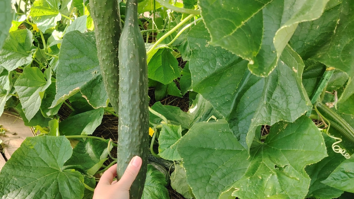 Сажаю 5 кустов огурцов: урожай гребу, как с плантации – секрет в этих подкормках