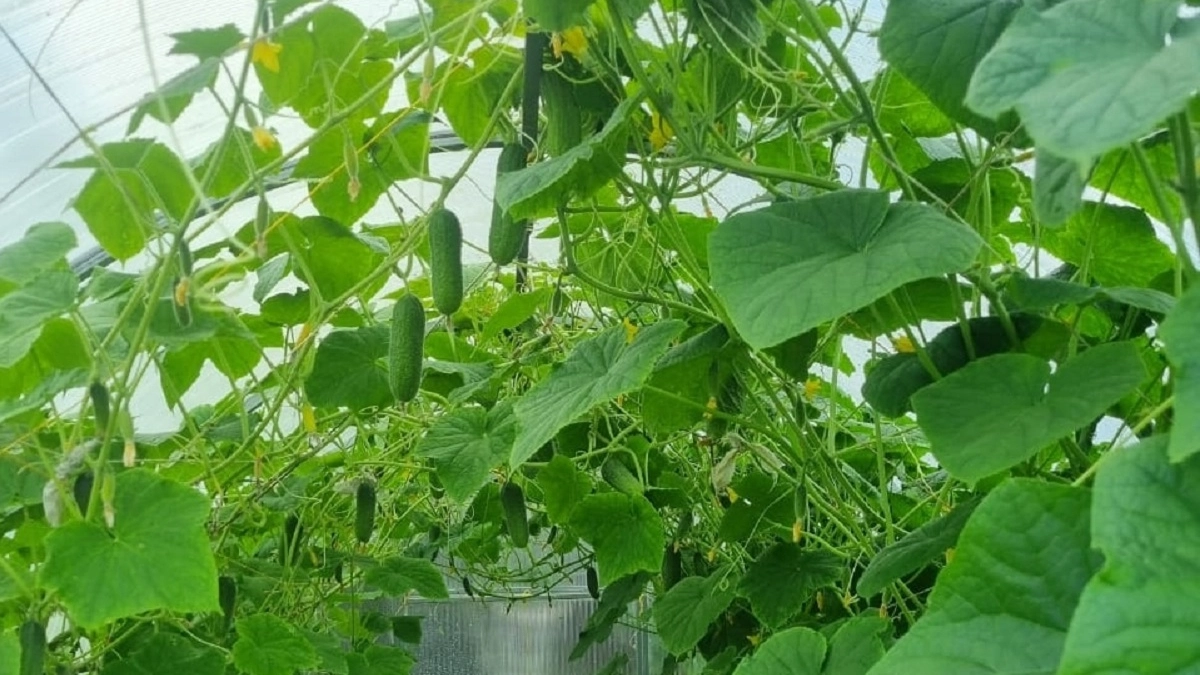 Сажаю зеленых помощников вдоль грядок — огурцы собираю ведрами: рабочий способ без химии