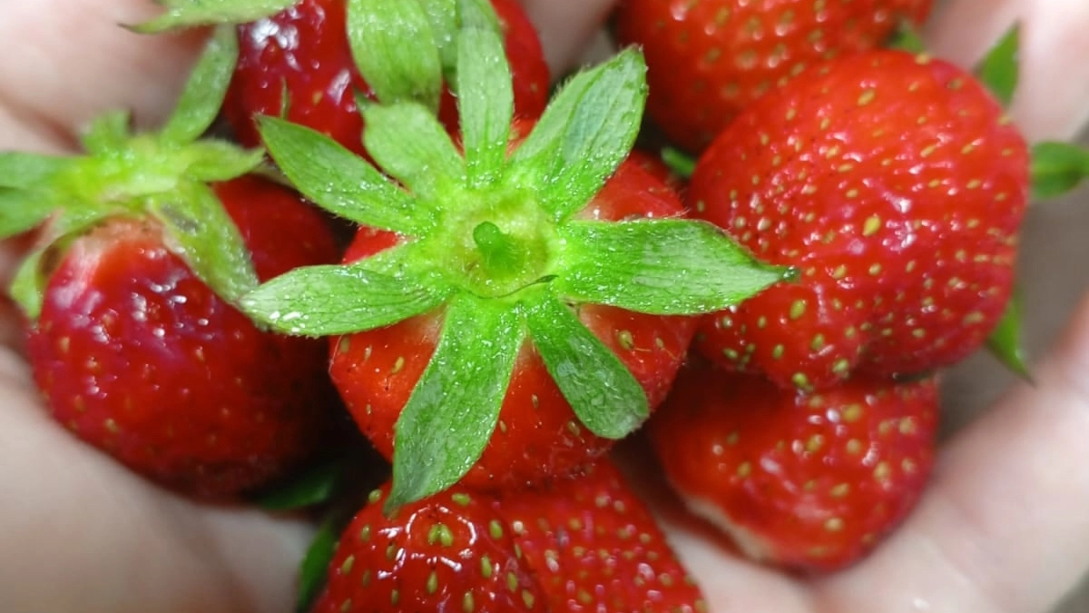 Растворяю 5 таблеток янтарной кислоты на 10 литров воды для клубники. Дачники удивляются урожаю в 2 раза больше