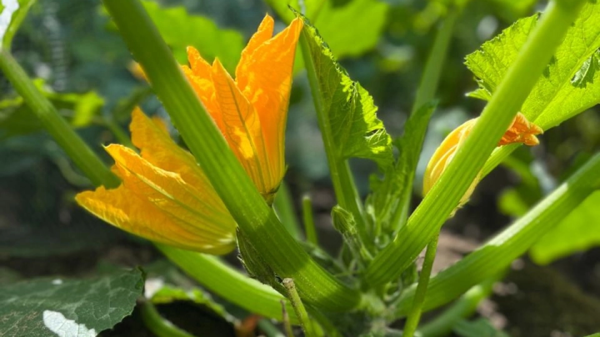 Первое правило рассады кабачков: кто запомнит - всегда с урожаем. Не пересохнет, не зачахнет даже у садовода-новичка