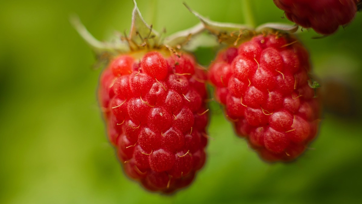 100 г в воду — и забудете о долгоносике в малине на весь год. Обработка без химии за 10 минут