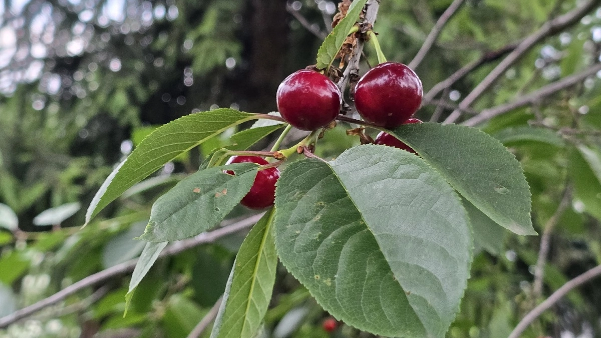 1 стакан под вишню и сливу после схода снега — и они плодоносят как сумасшедшие: ягоды крупные, сладкие, завязи не осыпаются