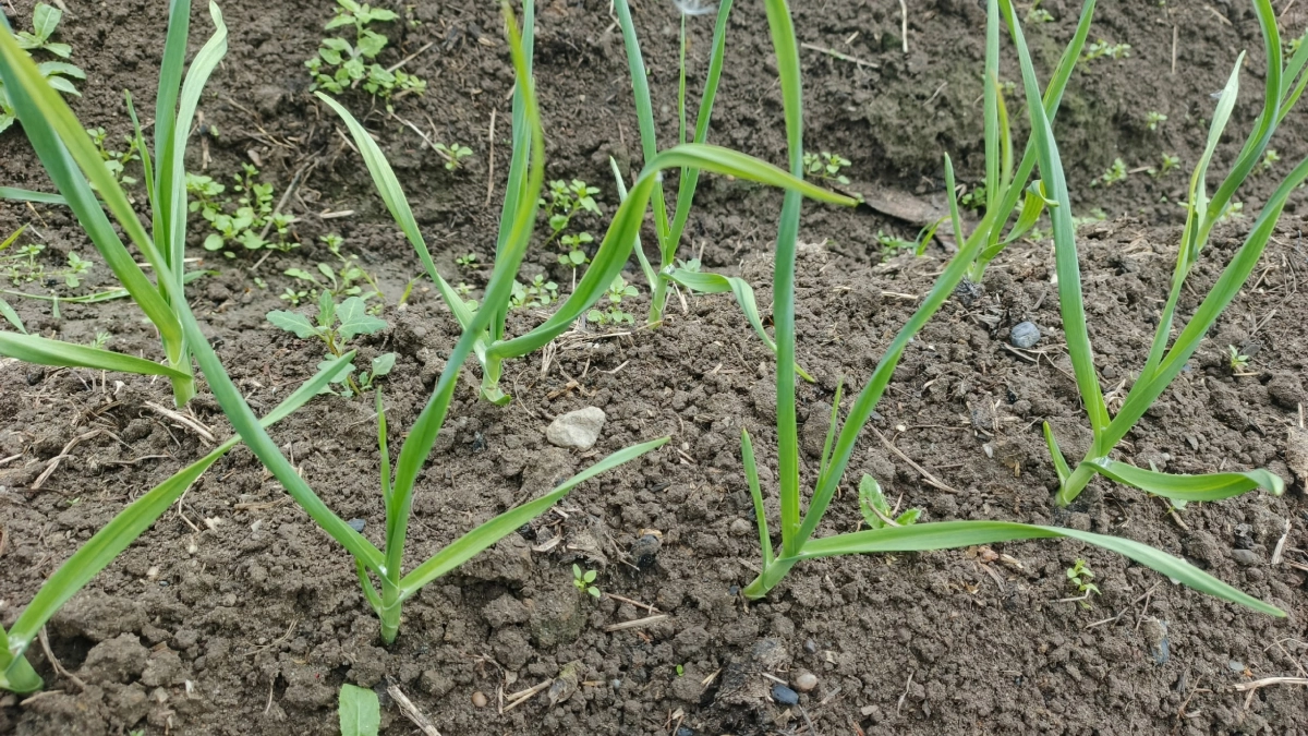 2 столовые ложки на 1 кв.метр - чеснок с кулак, перья ярко-зеленые: схема подкормки