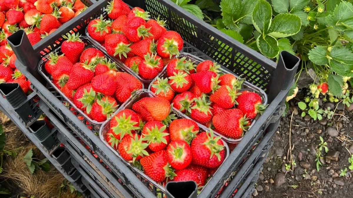 20 г на 10 литров для клубники в мае. Вносим эти 2 удобрения и собираем ягоды ящиками