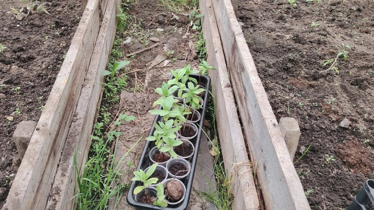 Рассада томатов будет крепкой и зеленой: одна листовая обработка, которая творит настоящие чудеса