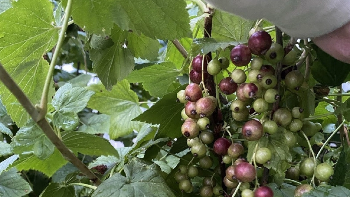 5 лет подкармливаю смородину весной только так: ягод — ведра, куст не жирует, а листвы — в меру