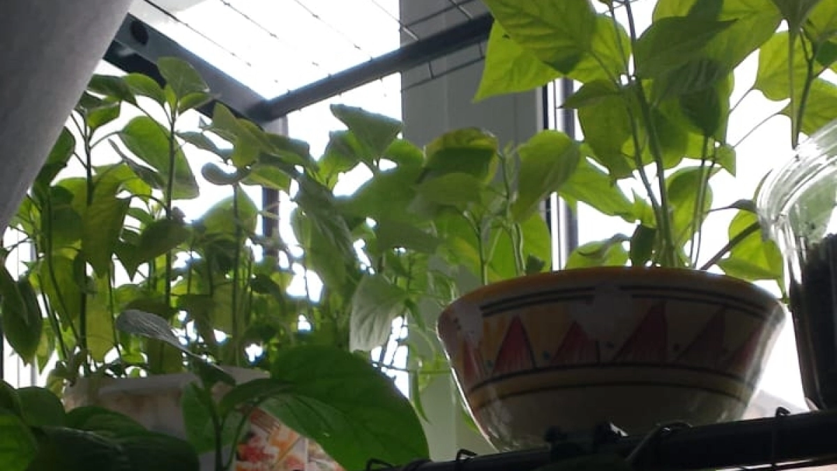 Аптечный стимулятор рассады: 2 ч.л. перекиси водорода 3% на 1 л воды. Эффект заметите на 3-й день