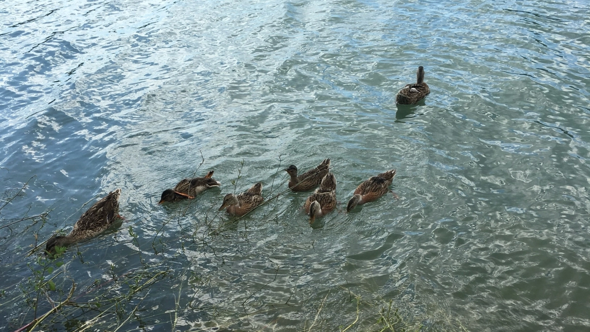 В Кузбассе открыли сезон охоты на водоплавающих и боровых птиц