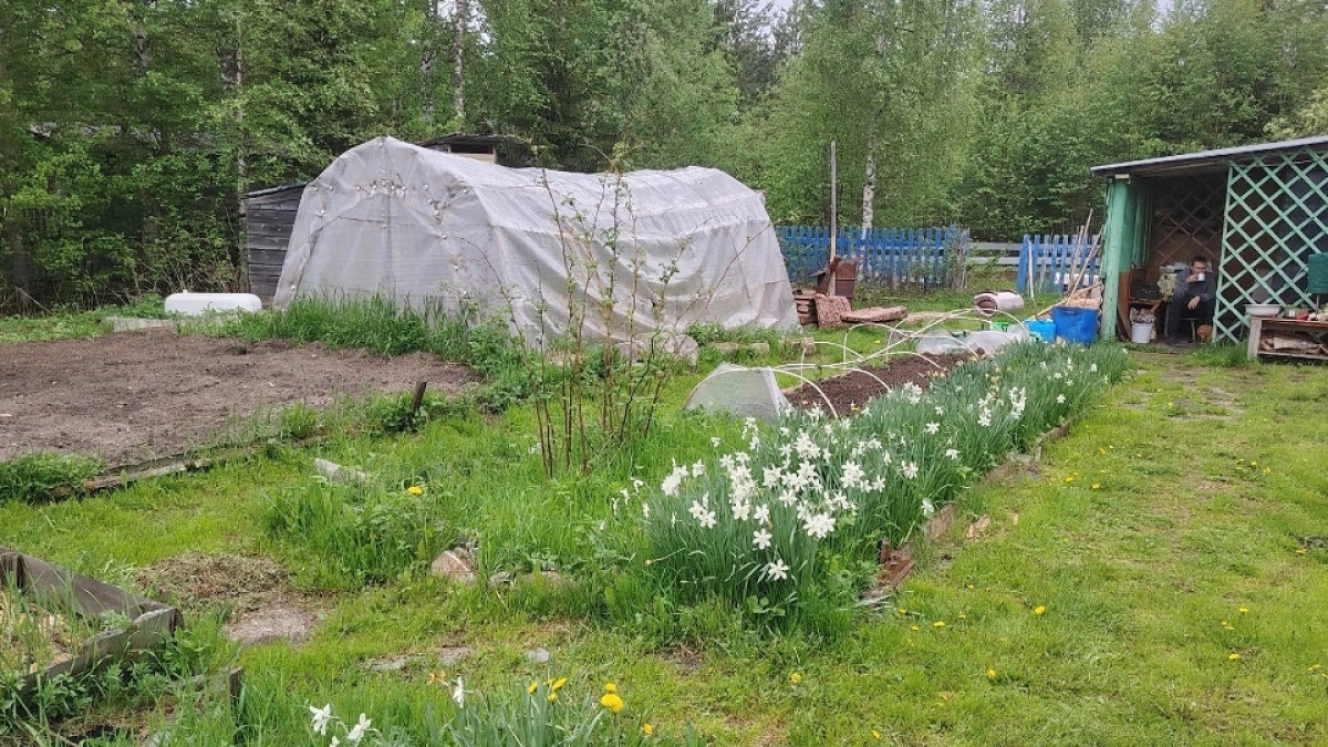 7 спорных культур для дачи: одни их обожают, другие их чураются - вот почему