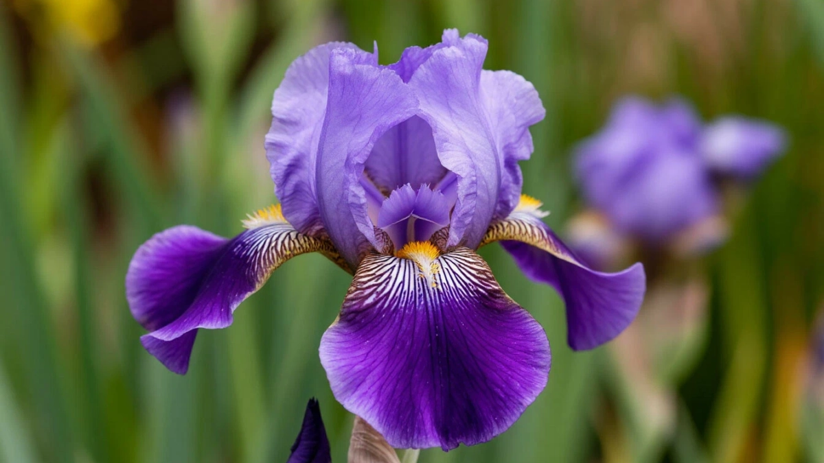 "Ирисы начали расти": в апреле успейте провести 3 обязательных мероприятия. Листья становятся сочными и высокими, а цветение более пышным