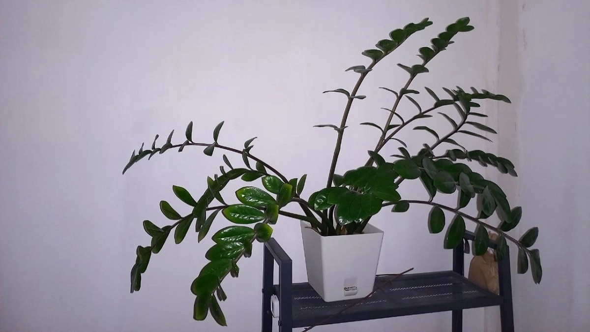 Какая земля нужна для замиокулькаса: выбираем грунт для пересадки долларового дерева с умом