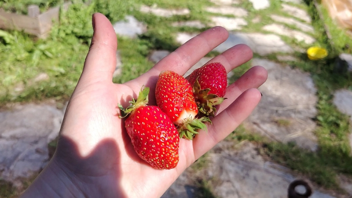 1 стакан на ведро воды — и поливаю клубнику сразу после цветения: ягоды огромные, сладкие, даже в дождь не гниют