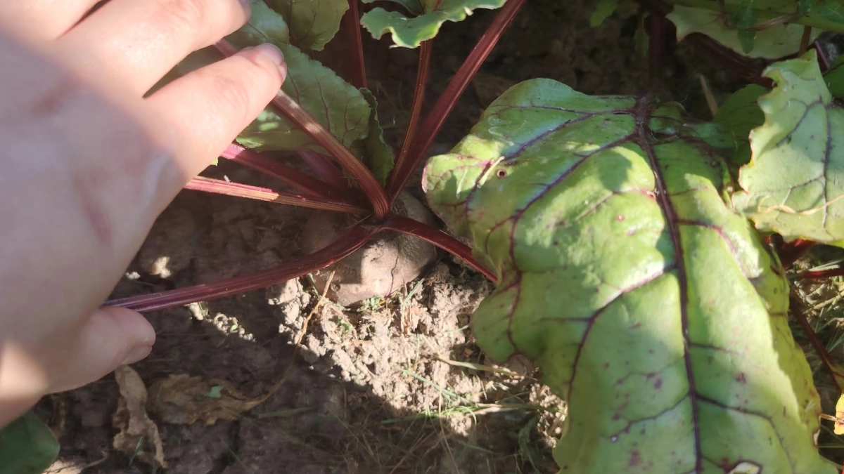 2 ложки в лунку - и свекла бомбит из грядки ведрами: плоды крупные с кулак , без проволочника и без мелочи