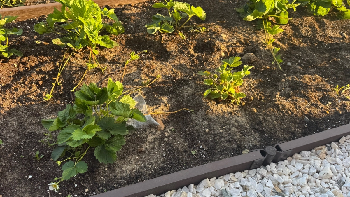 Получаю из 1 куста клубники 25 новых за 14 дней без всякой химии. Делюсь методом, который скрывают питомники