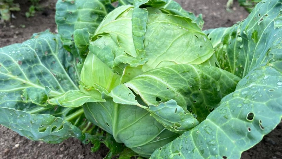 Ранняя капуста взошла всего за 4 дня. Держу в холодильнике по ночам