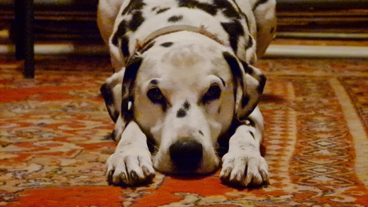 Не грызут мебель и не воняют псиной: три самые чистоплотныепороды собак - идеальны для квартиры