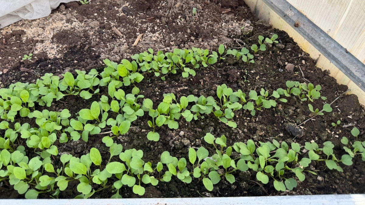 Сажаю в неотапливаемую теплицу — через 2 недели срезаю свежие вкусные листья: быстрорастущая холодостойкая зелень