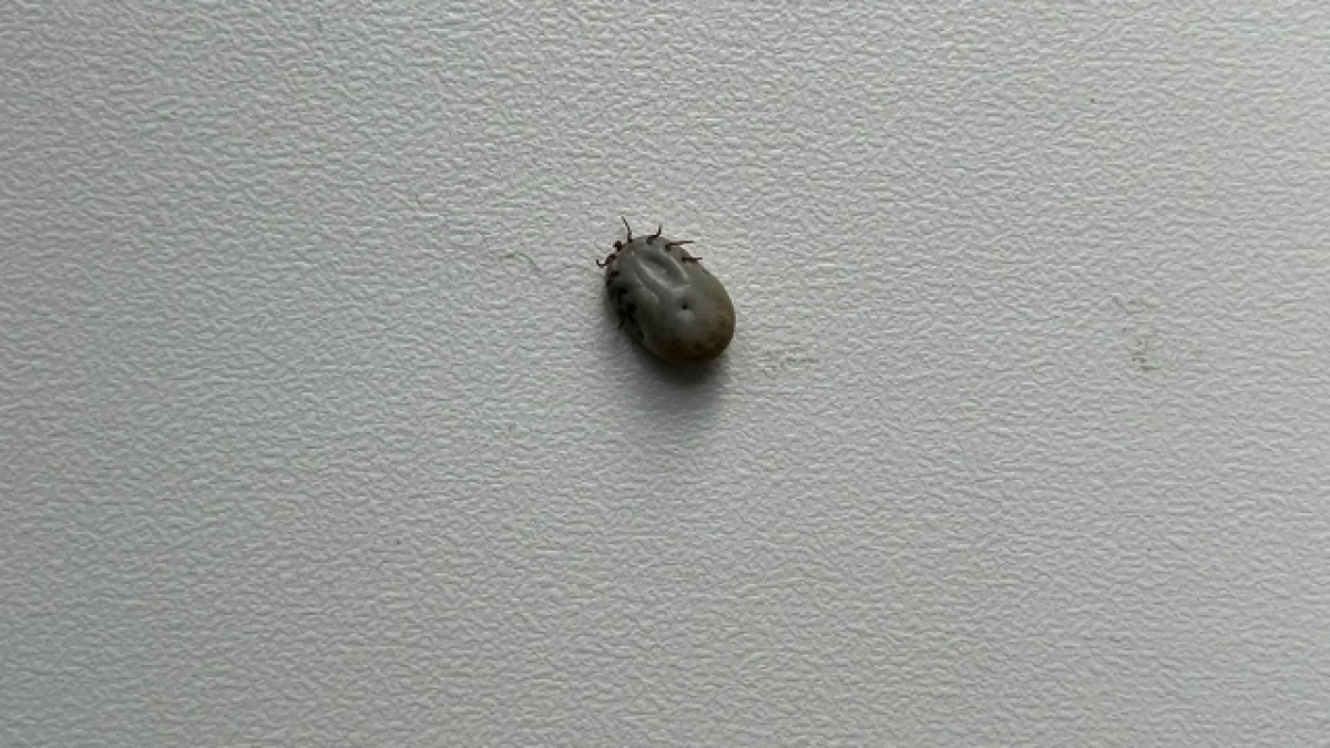 За прошедшую неделю в Кузбассе 85 жителей пострадали от укусов клещей 