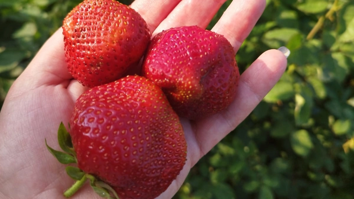 Подкармливаю сладкую клубнику как учил агроном Петрович в 1980-х годах. Рецепт из 4 ингредиентов увеличивает сахаристость целых в 3 раза