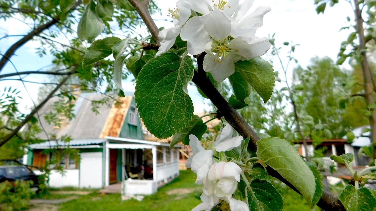 Когда и как проводить первую подкормку яблони - пошаговая инструкция